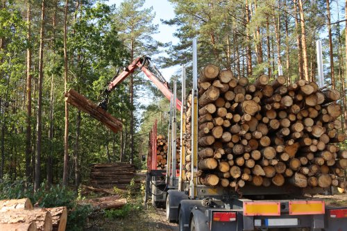 Transport de bois rond sur toute la France
